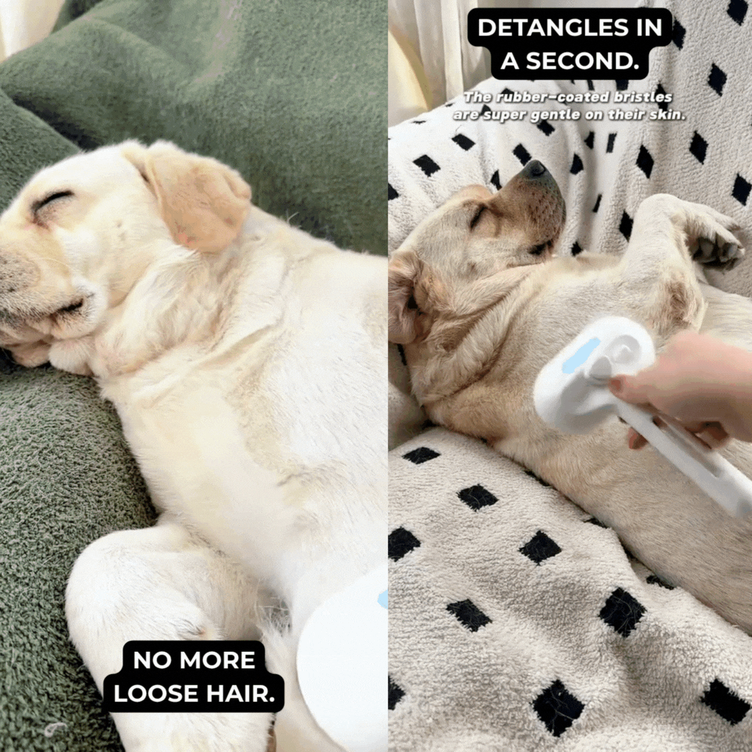 CozyComb 2.0 – The Brush Pets Love